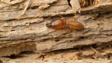 Tips Ampuh Cara Menghilangkan Rayap Pada Kayu Kering - FUMIDA